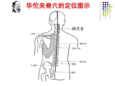 背穴|夾脊穴位置 